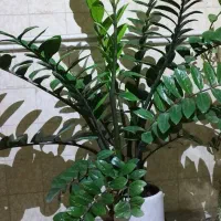 گل زاموفیلیا