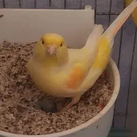 قناری ماده مسه مسه