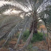 باغ لیمو ونخل