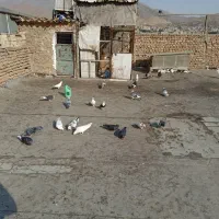 کفتر