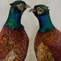 قرقاول(تیرنگ)خونگی