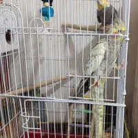 عروس هلندی