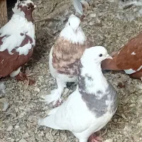 پرنده