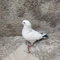 کبوترکینگ یامرغی.ومرغ عشق.لنده|پرنده|لنده, |دیوار