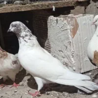 کفتر