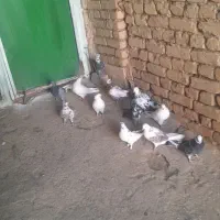کفتر