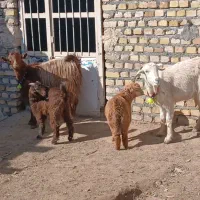 بز زاییده|حیوانات مزرعه|کاشمر, |دیوار