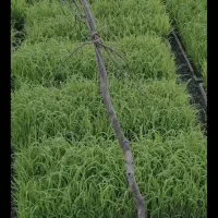 توم بجار فروشی