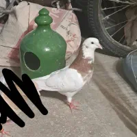 چهارتا ماده ی نر طوقی