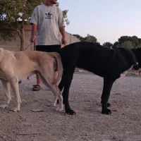 سرابی|سگ|چهاردانگه (تهران), |دیوار