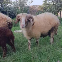 بره نر گوشتی