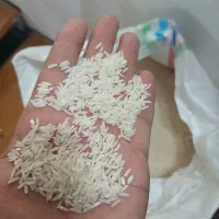 برنج طارم هاشمی درجه یک منطقه فریدونکنار سرخرود