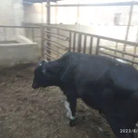 گوساله قربانی