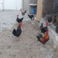 ۶عددخروس بزرگ محلی جوان دونه ۶۰۰ت|حیوانات مزرعه|قم, زمان زاده|دیوار