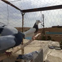 طوقی نر ذرین