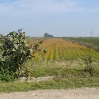 اجاره-زمین