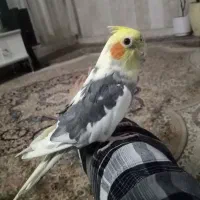 عروس هلندی سخن گو دستی|پرنده|نیشابور, شهرک قدس|دیوار