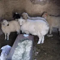 بره نر  بردسیر|حیوانات مزرعه|سیرجان, |دیوار