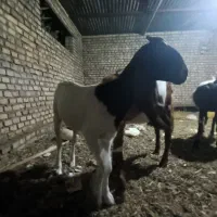 بزماده