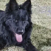 سگ ژرمن شولاین|سگ|شوشتر, |دیوار