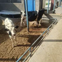 ماده گاو چاق کشتاری کوهبنان