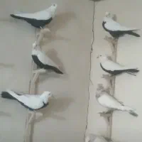 کفتر|پرنده|قزوین, |دیوار