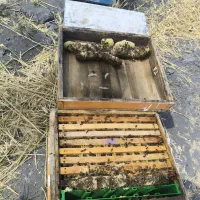 زنبور
