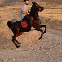 اسب کرد پرخون جفت شیرجه زن