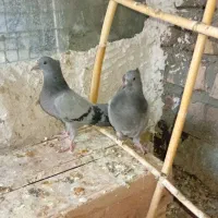 جوجه سبز رگه دار|پرنده|ساوه, |دیوار