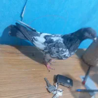 کبوتر پاکستانی ماده