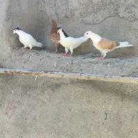 کفتر کبوتر چند جفت چپ سینه و چند تا جوجه جوانه|پرنده|کاشمر, |دیوار