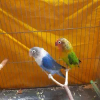 یک جفت کوتوله