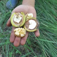 خرید و اجاره گردو روی درخت