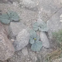 زمین مسکونی