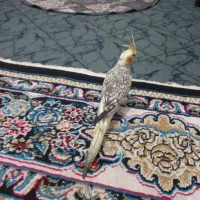 عروس گل باقالی