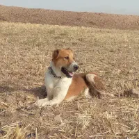 سگ خراسانی