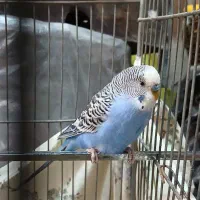 مرغ عشق نر|پرنده|بروجرد, |دیوار