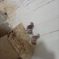 برک سینه سفید|پرنده|شیراز, جمال آباد|دیوار