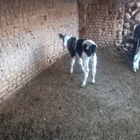 گاو شیری با گوساله...