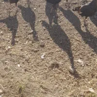 بوقلمون|حیوانات مزرعه|مشگین شهر, |دیوار