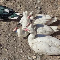 اردک مسکویی