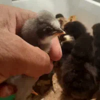 فروش جوجههای یک روزه محلی وکاکلی و برهما|حیوانات مزرعه|شیراز, گچی|دیوار