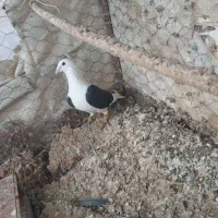 دوبر پشتار