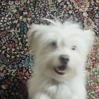 سگ پاکوتا خانگی