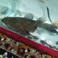 ماهی لجن خوار بزرگ ۴۰سانتی