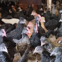 جوجه محلی