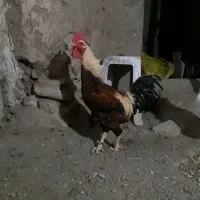 خروس محلی|حیوانات مزرعه|سنندج, |دیوار