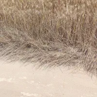 فروش زمین کشاورزی قابل معاوضه|فروش زمین و ملک کلنگی|بهشهر, |دیوار