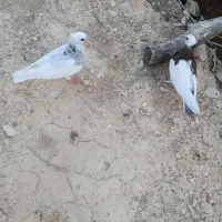 جوجه کبوتر لنده