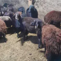 گوسفند افشار|حیوانات مزرعه|اسکو, |دیوار